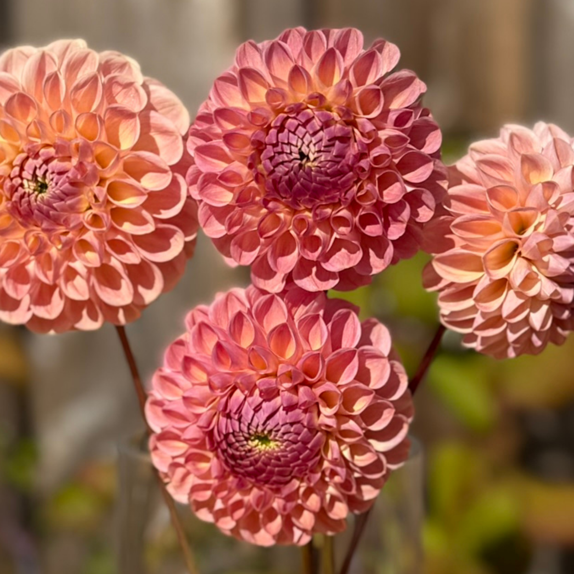 Close-up of three pink dahlias with a blurred natural background