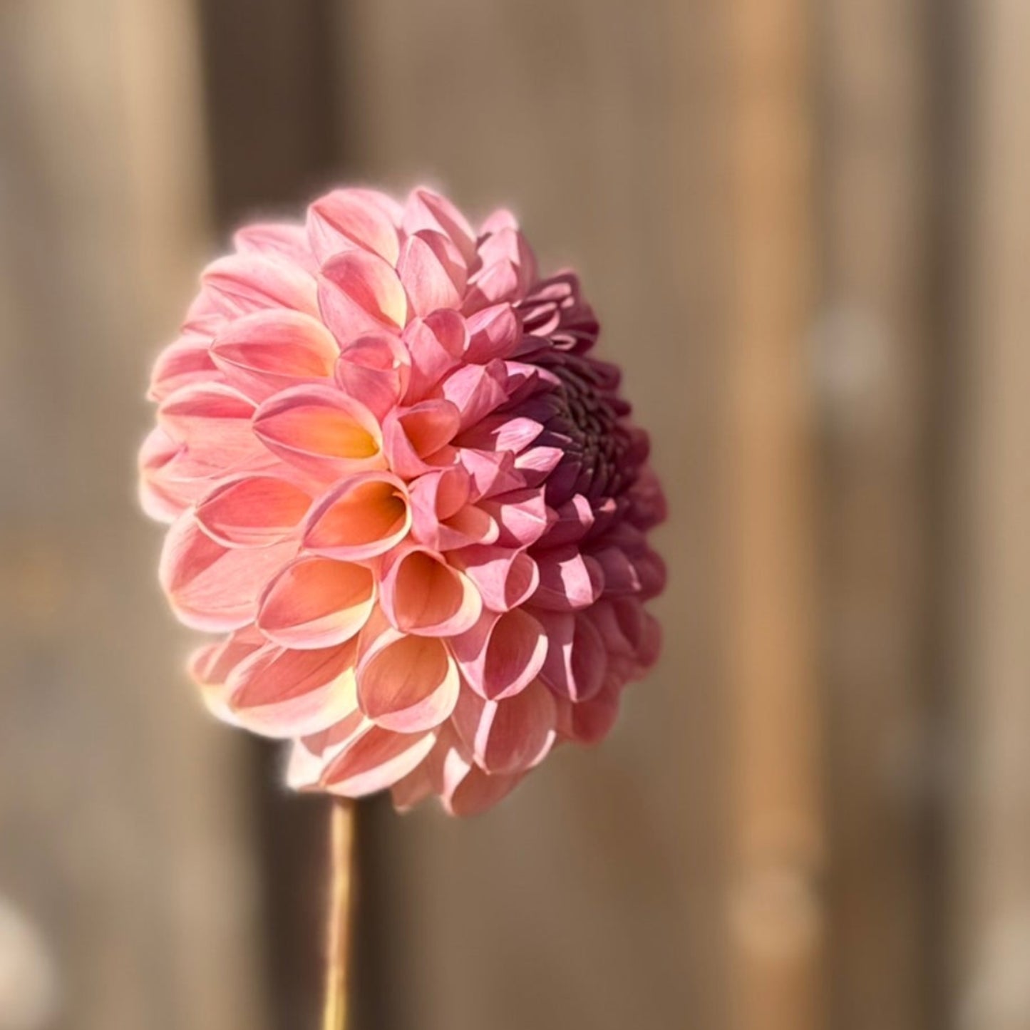 Pink flower with a blurred background