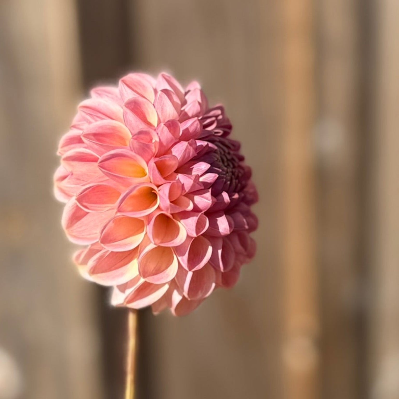 Pink flower with a blurred background