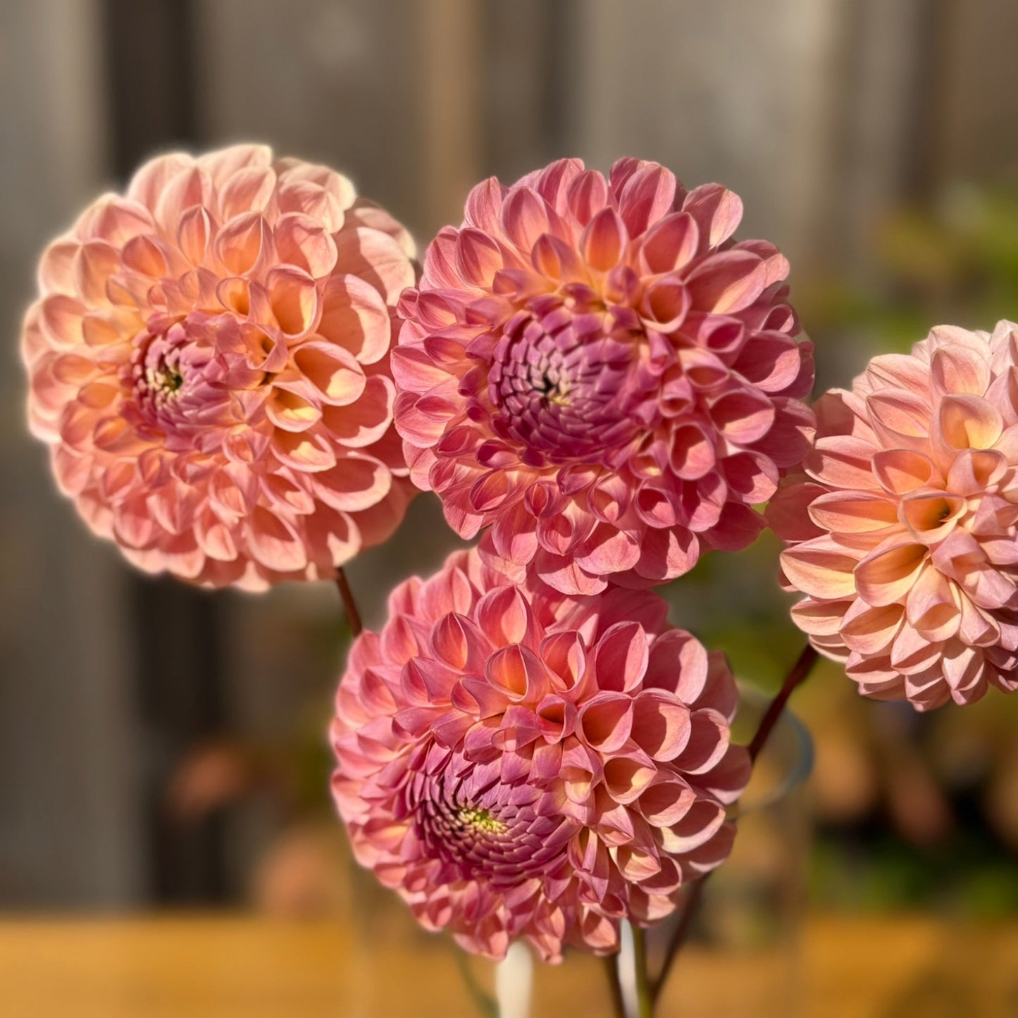 Pink flowers in a vase on a wooden surface with a blurred background
