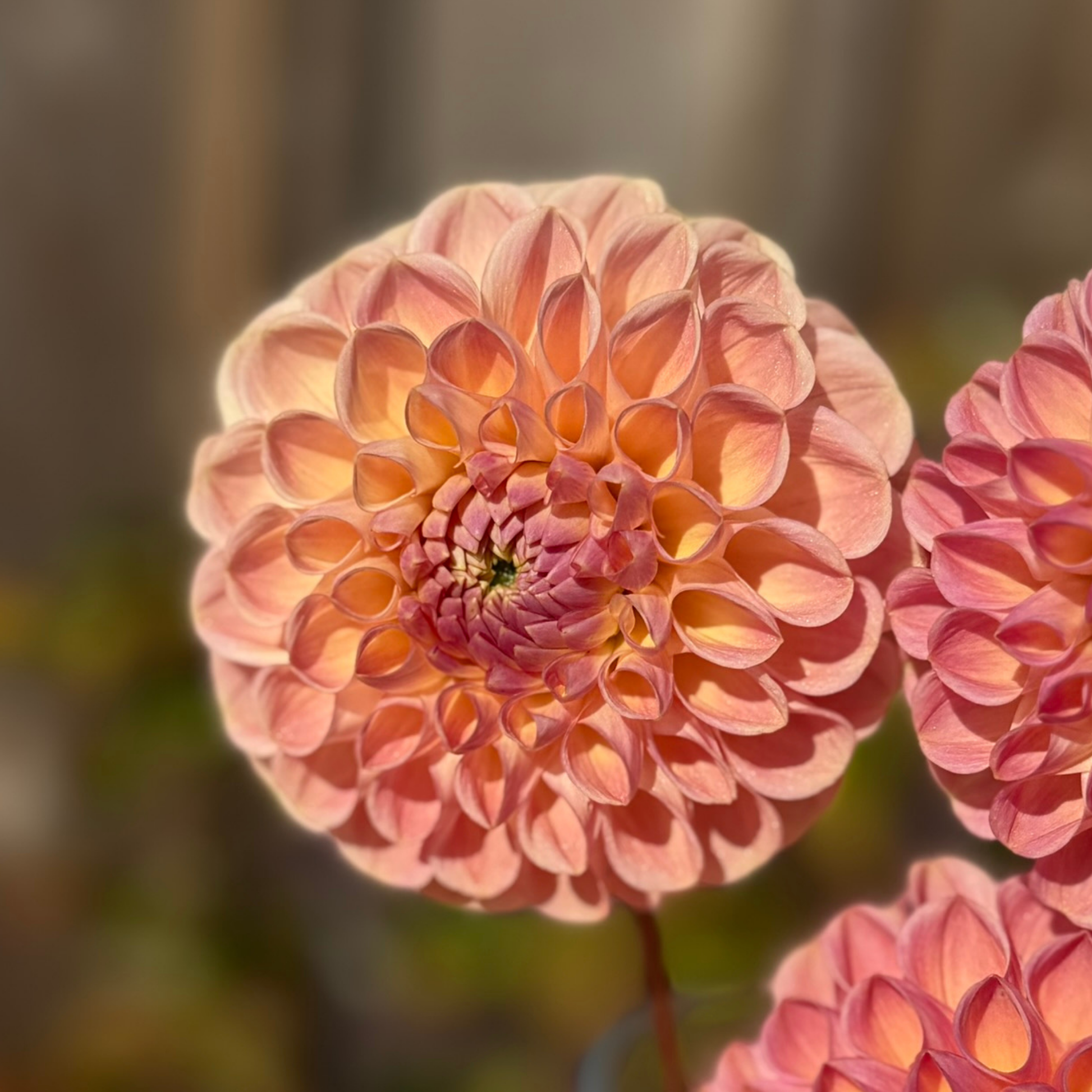 Three pink Clearview Peachy dahlia flowers in a vase with a blurred natural background