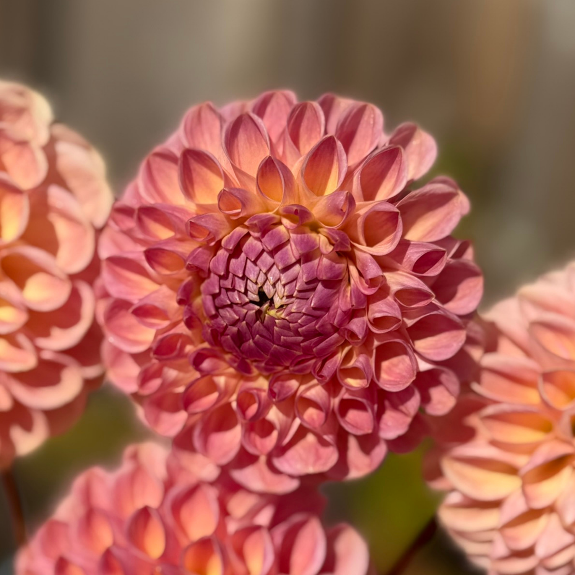Close-up of a pink Clearview Peachy flower with a blurred background