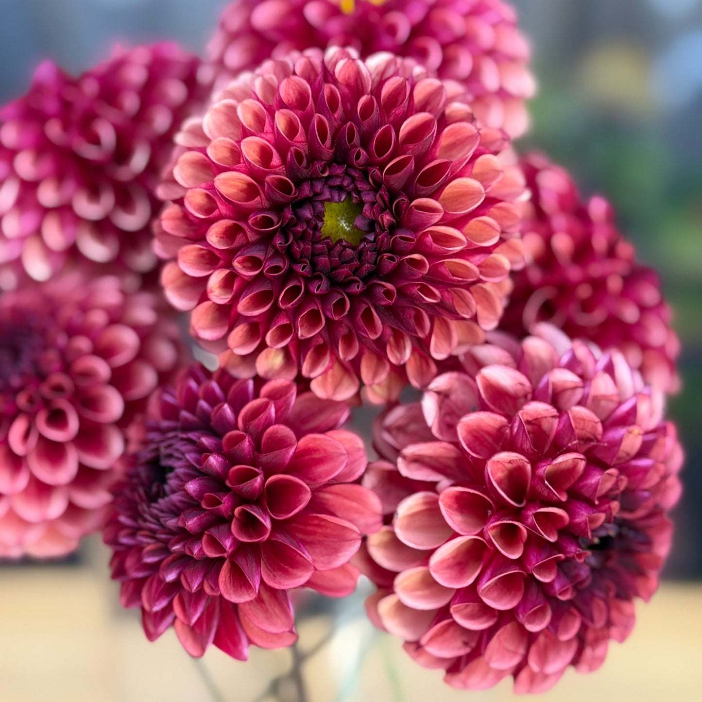 Close-up of Copper Boy Dahlia flowers with a blurred background
