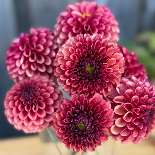 Bouquet of Copper Boy Dahlia flowers in a clear vase on a wooden surface