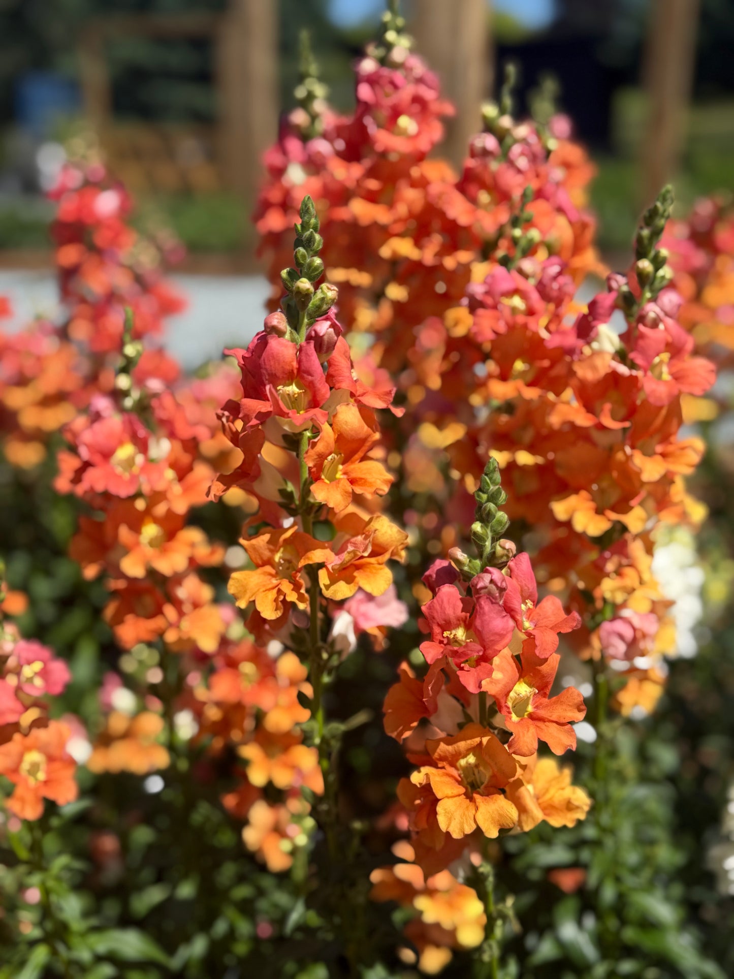Snapdragon Bouquet