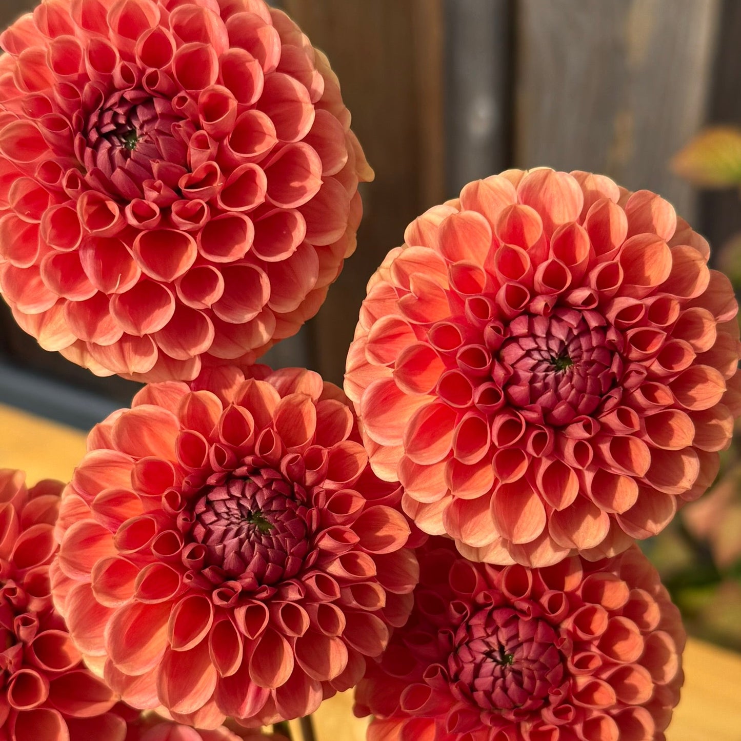 Close-up of pink dahlias with a blurred background