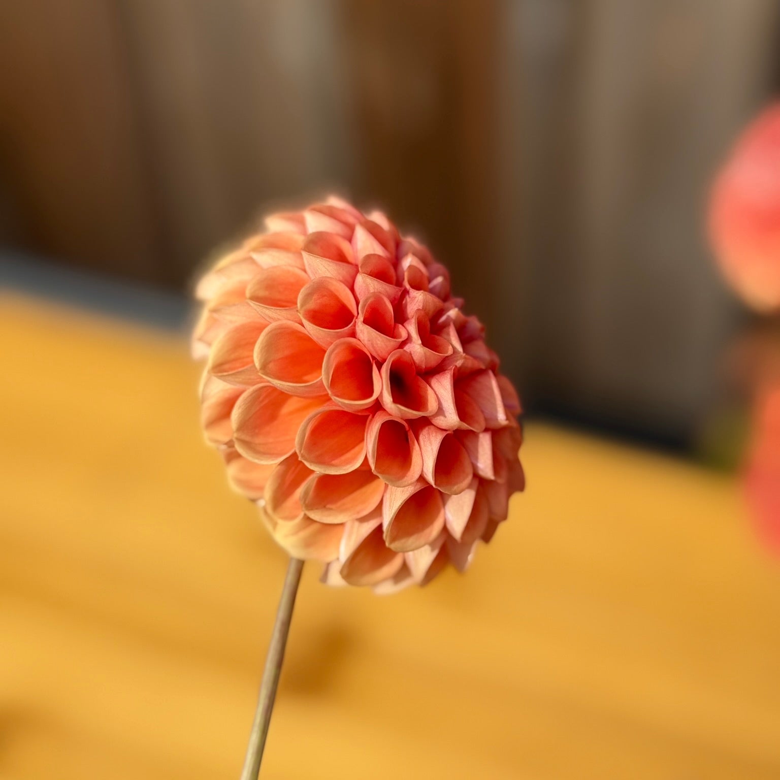 Close-up of a pink flower on a blurred background
