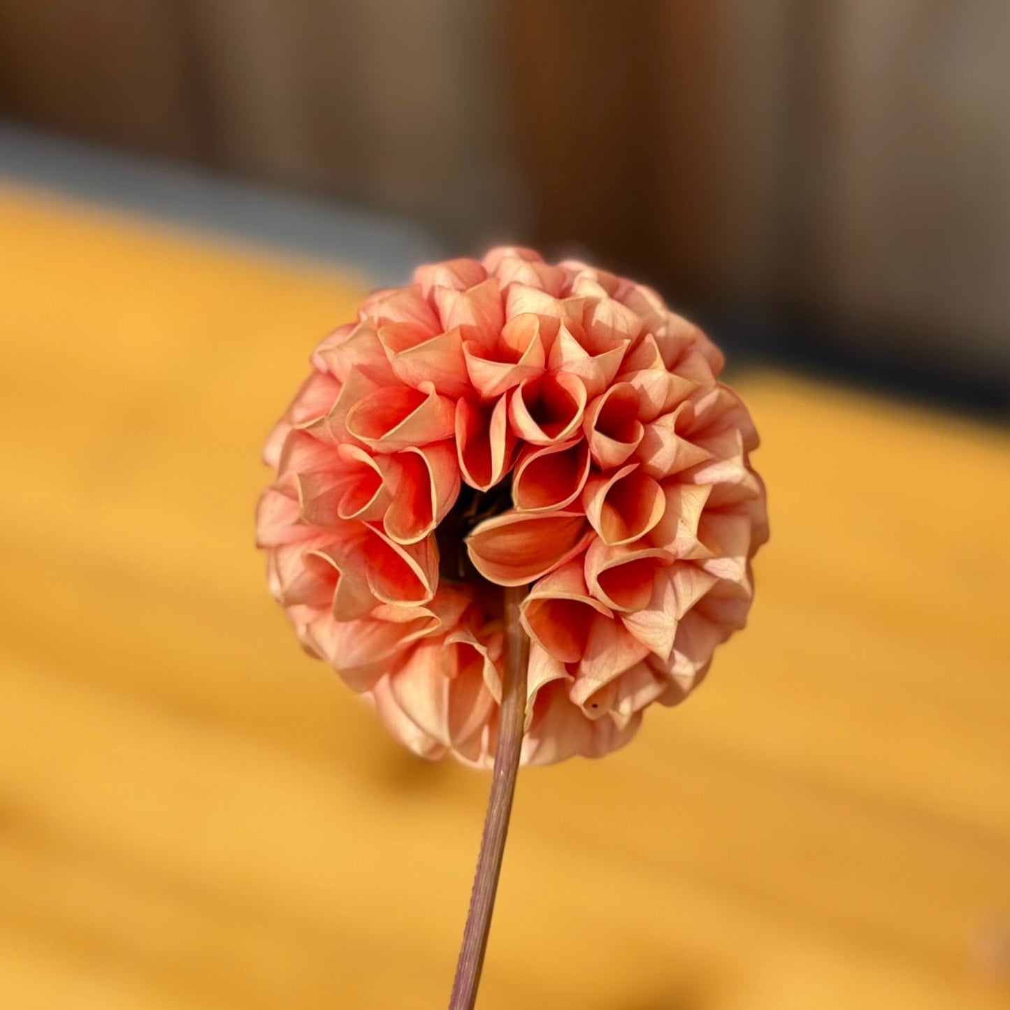 Pink flower on a wooden surface with a blurred background