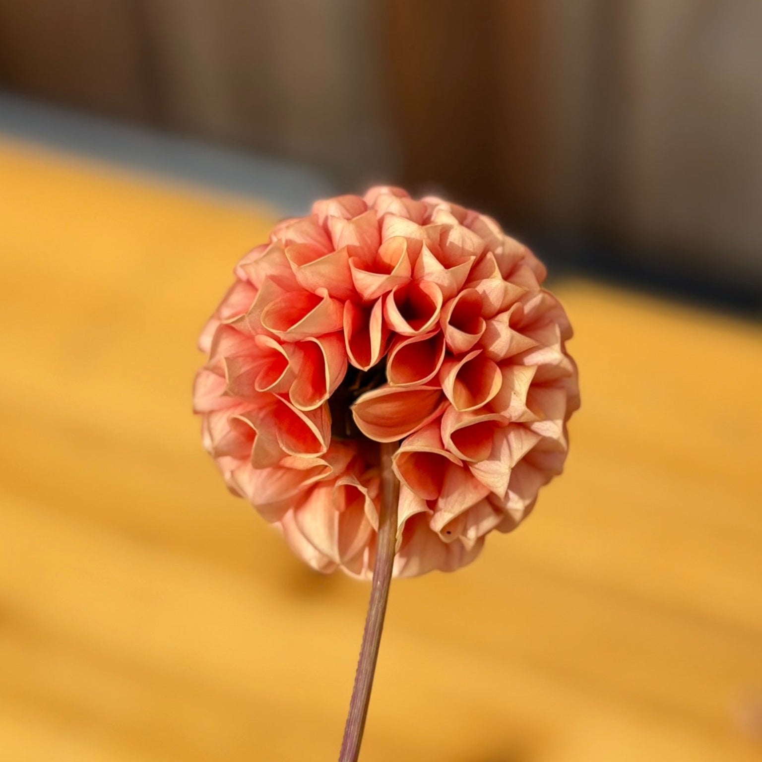 Pink flower on a wooden surface with a blurred background