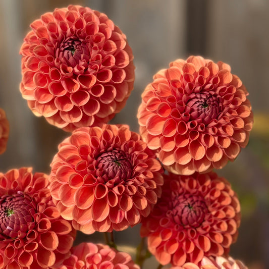 Close-up of coral-colored dahlias with a blurred background