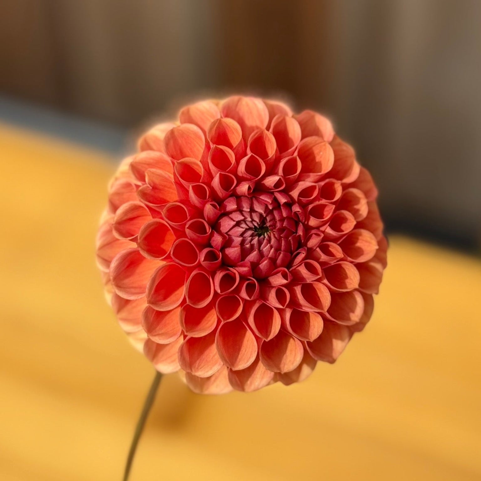 Close-up of a pink flower with a blurred background