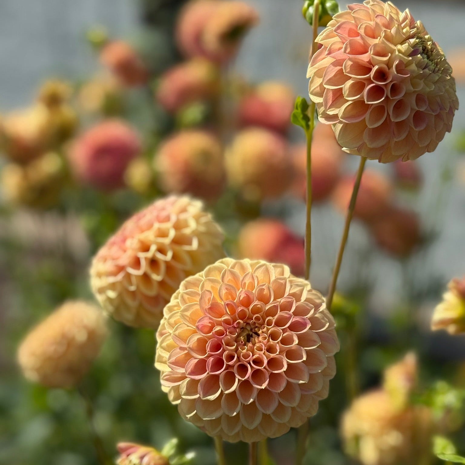 Close-up of peach-colored dahlias with blurred background