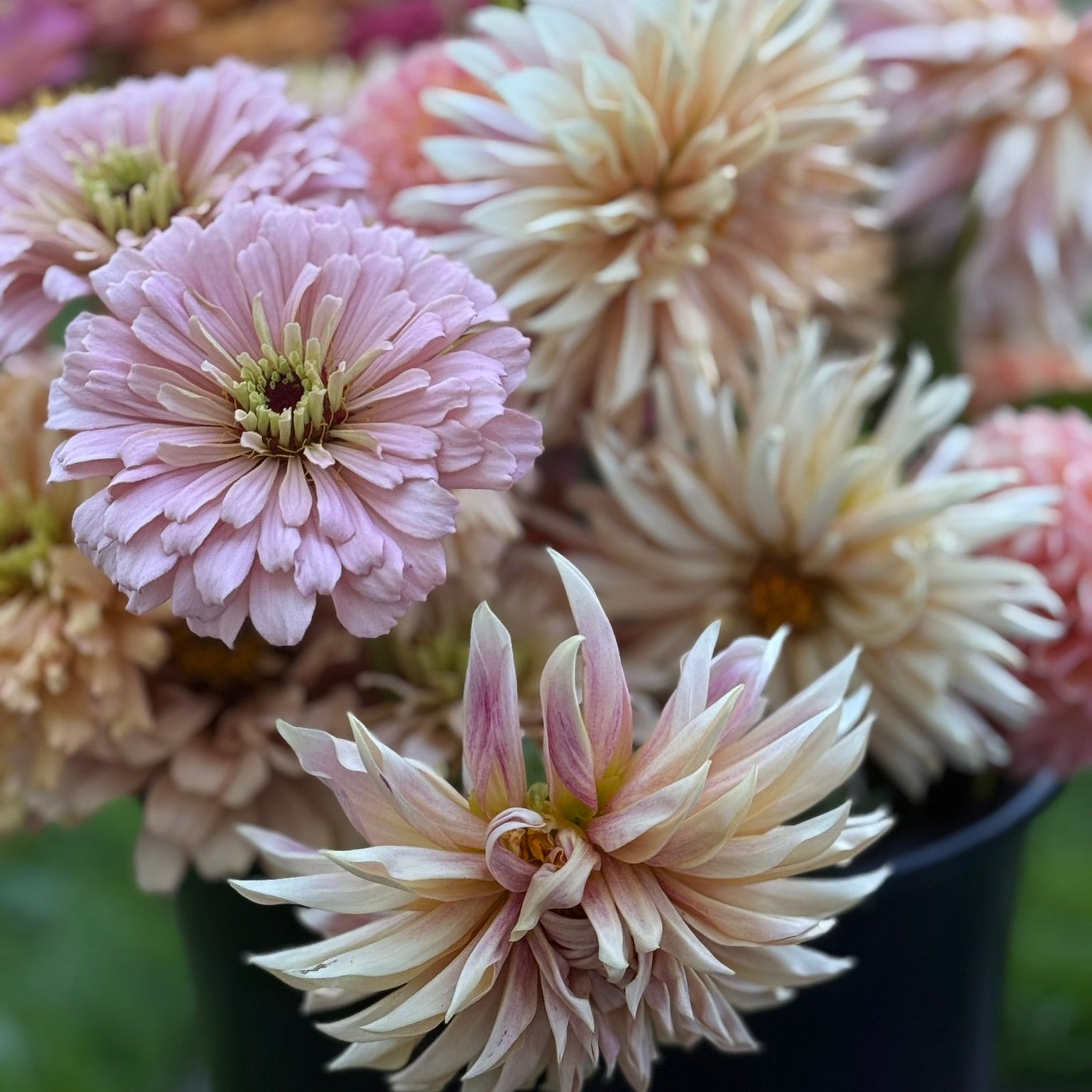 Close-up of a bouquet of pink and beige flowers with a blurred background