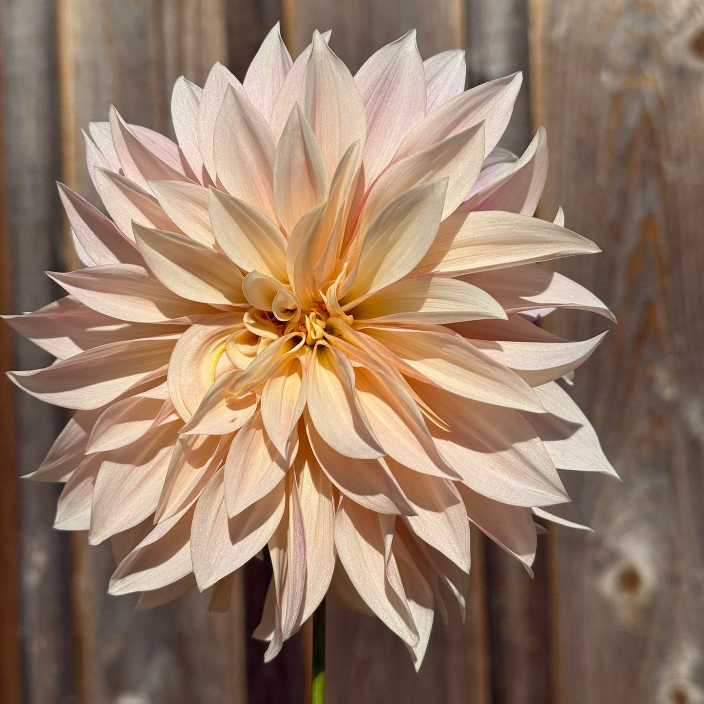 Large beige flower against a wooden fence background