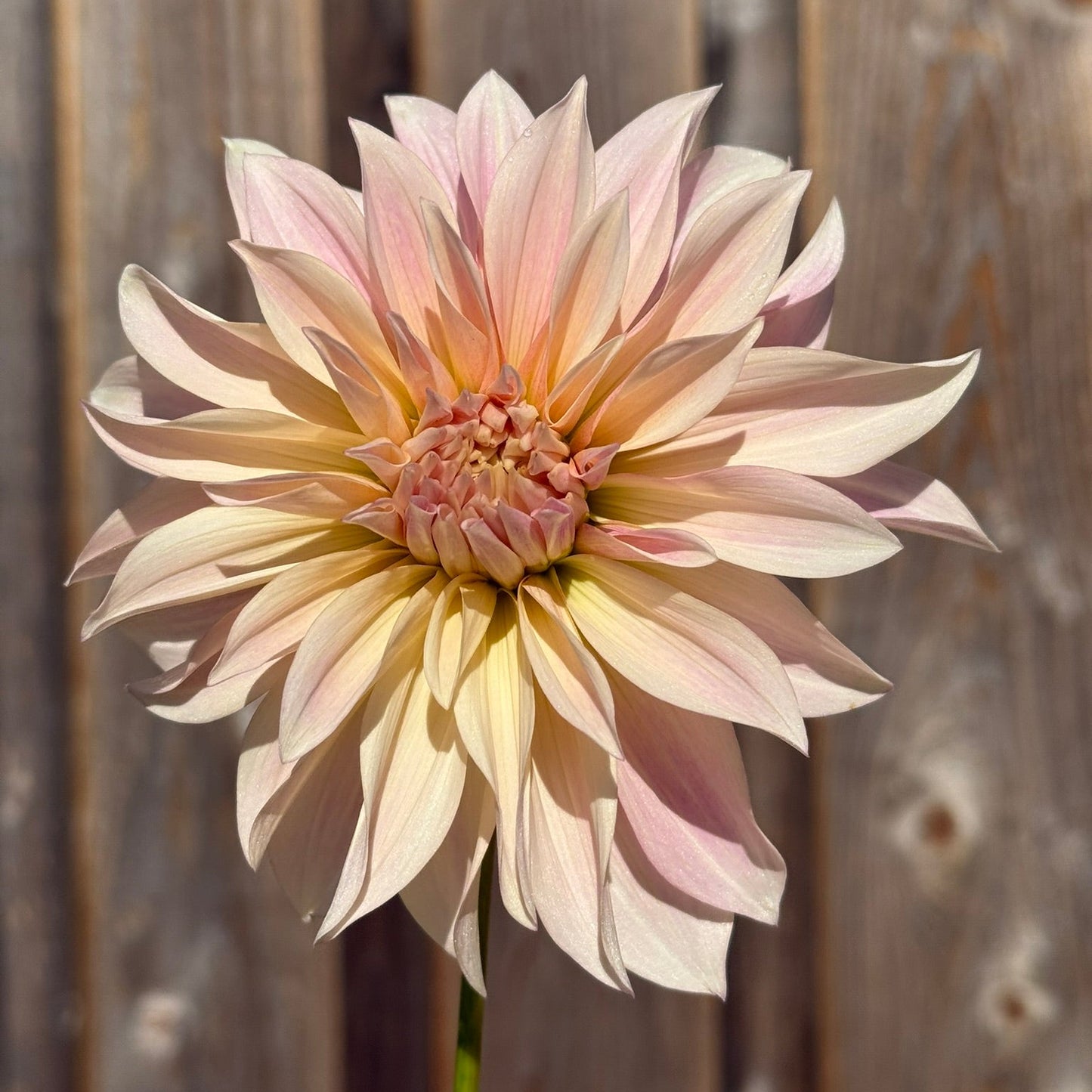 Large light pink flower against a wooden fence background