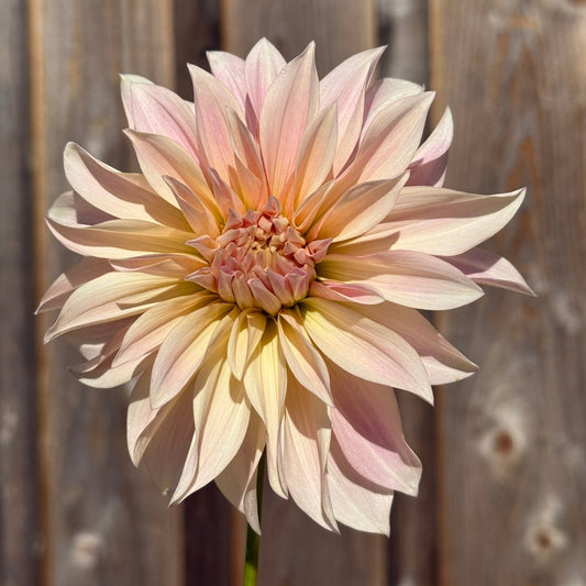 Large light pink flower against a wooden fence background