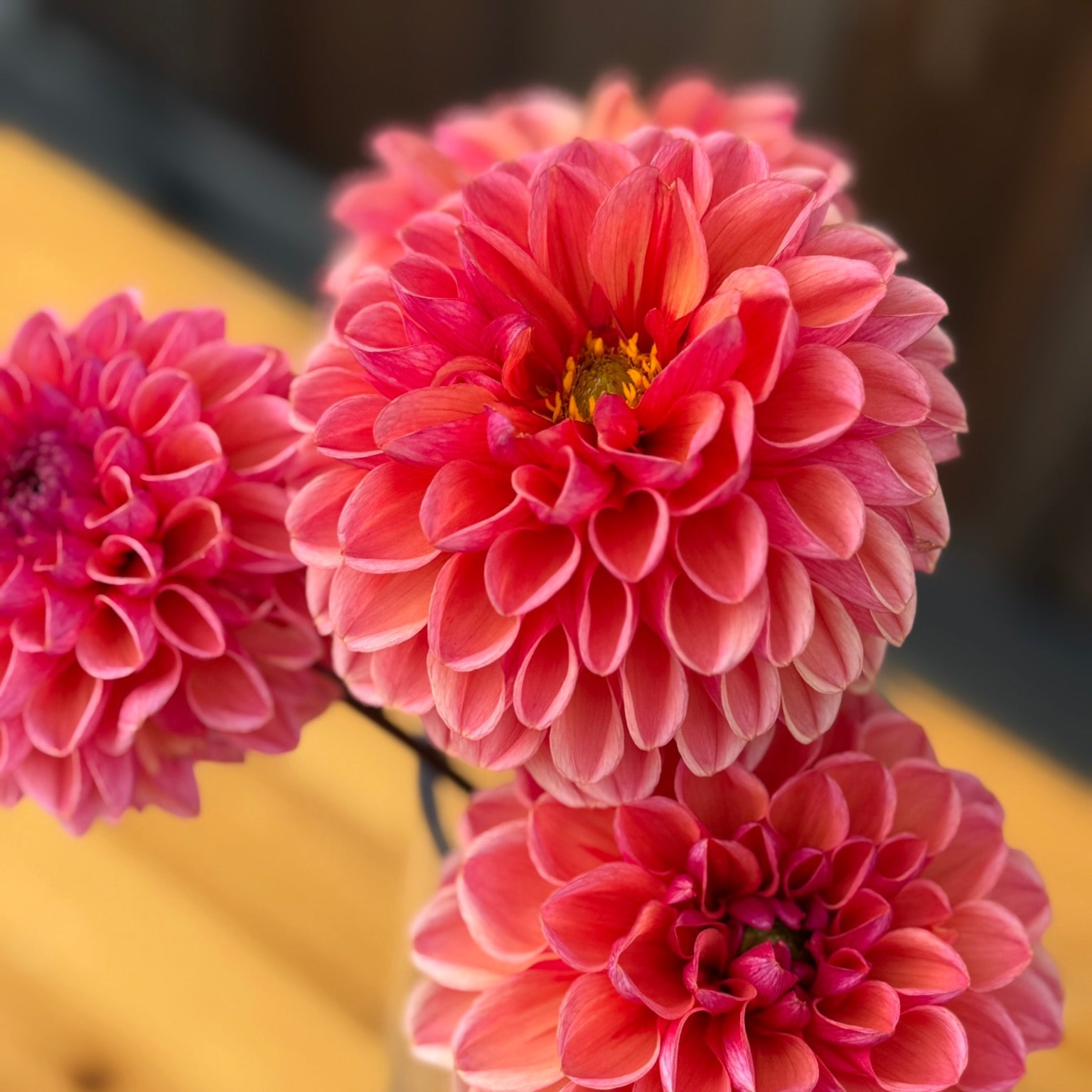 Pink flowers in a vase on a wooden surface