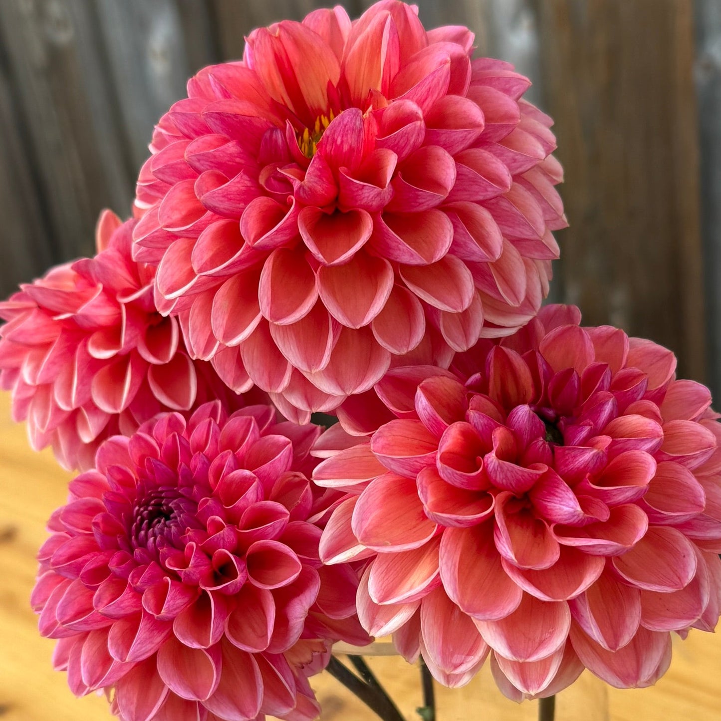 Pink dahlias in a clear vase on a wooden surface
