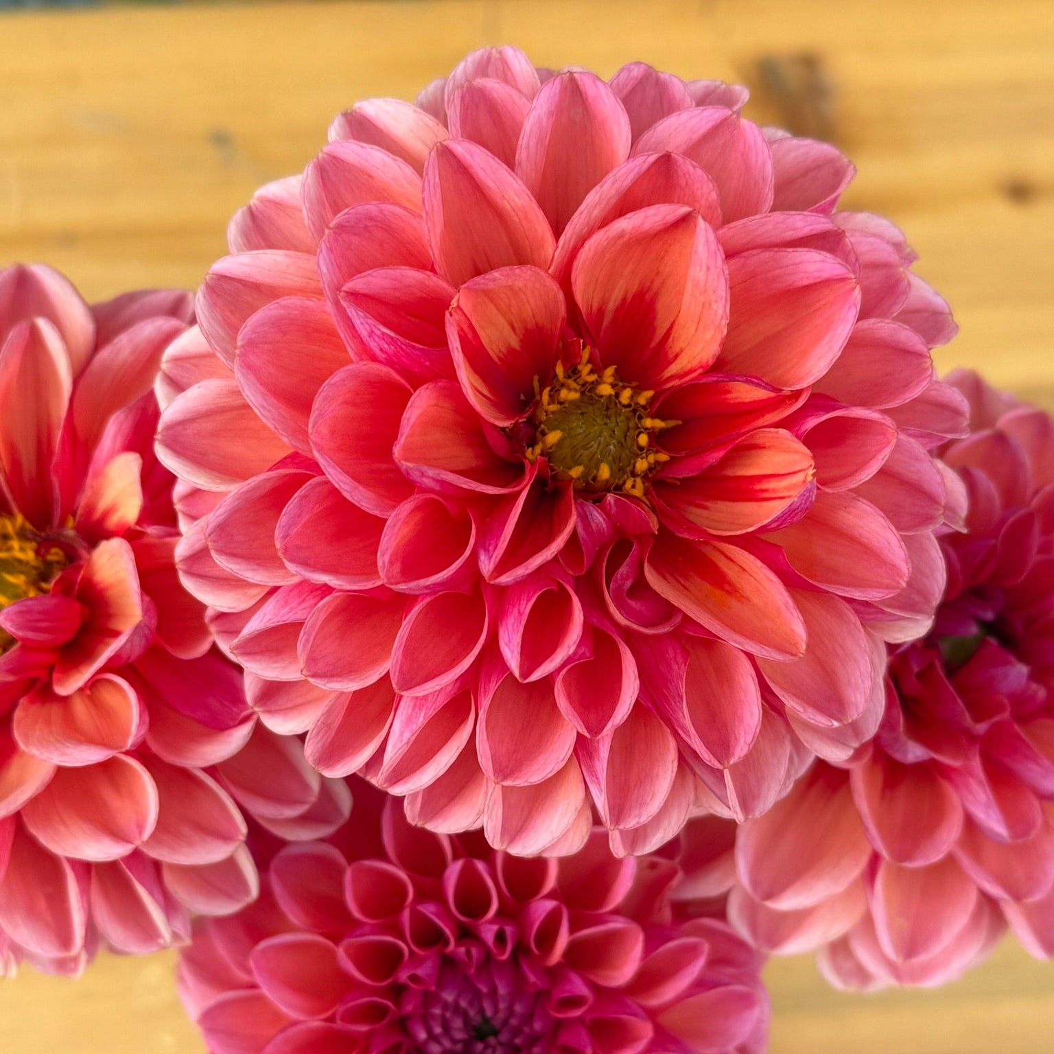 Close-up of pink dahlias on a wooden surface