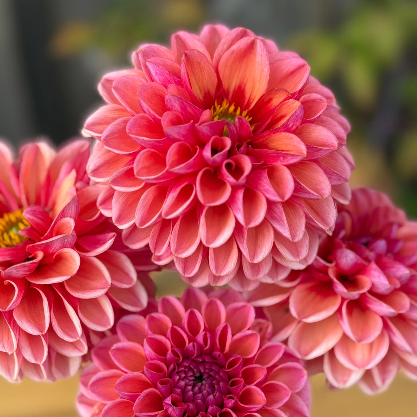 Close-up of pink flowers with a blurred background