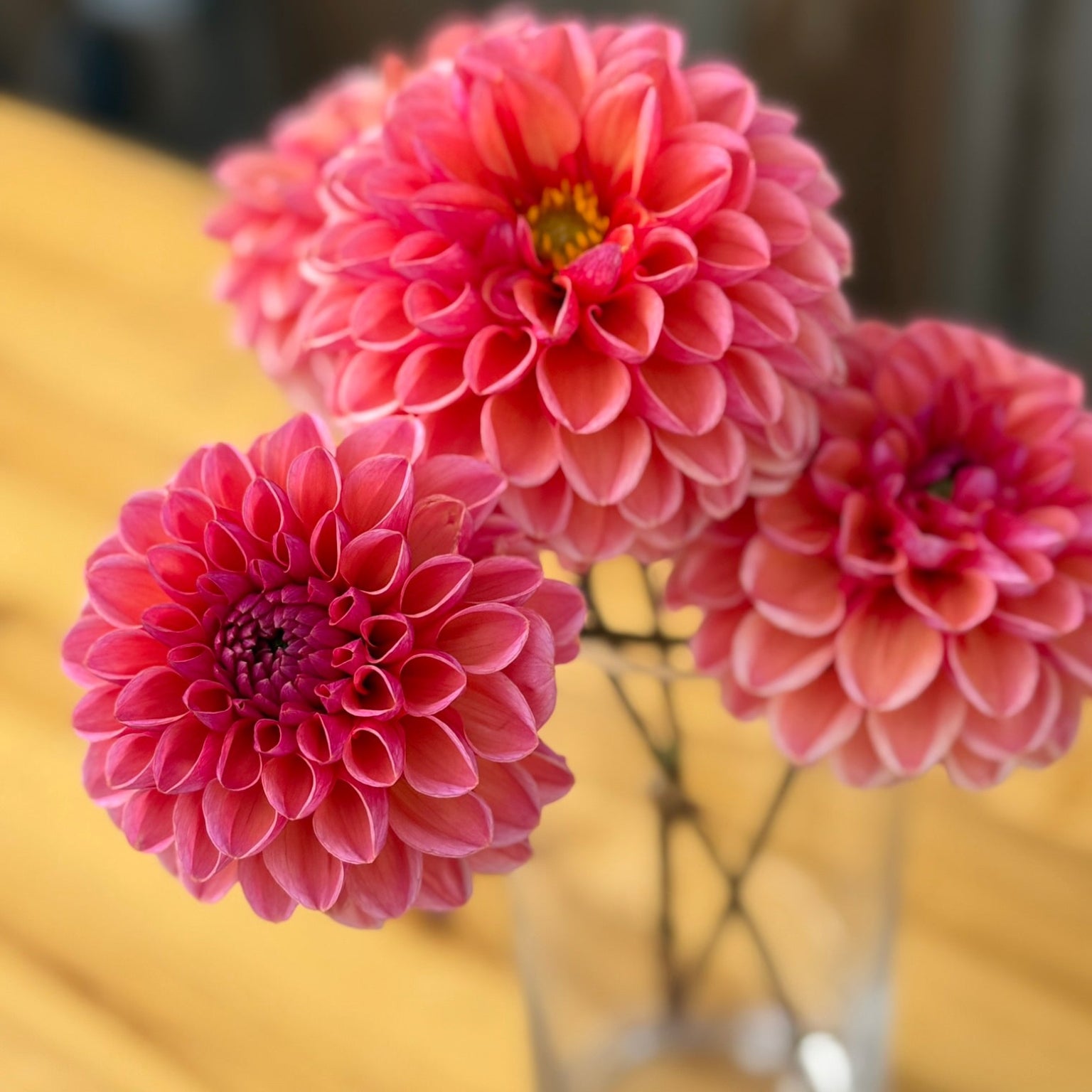 Three pink flowers in a clear vase on a wooden surface