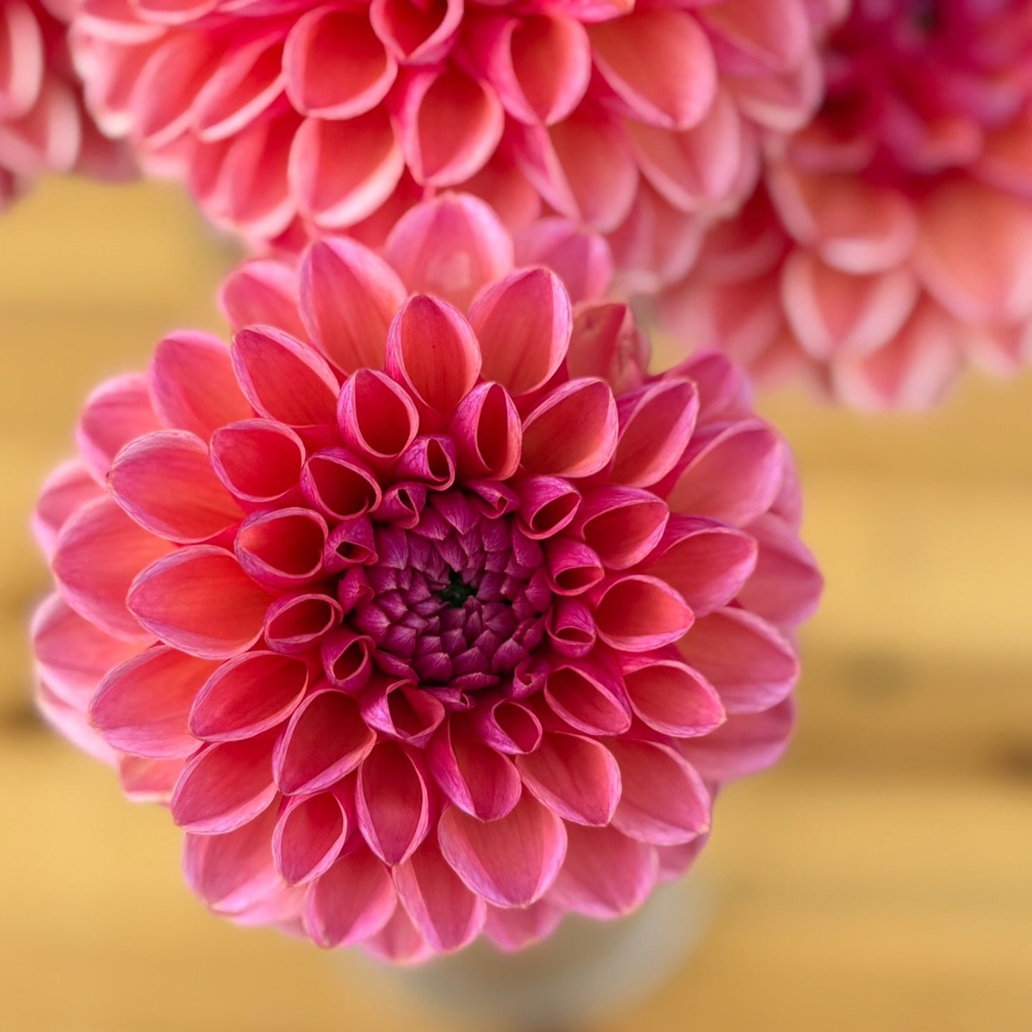 Close-up of pink flowers with a blurred background