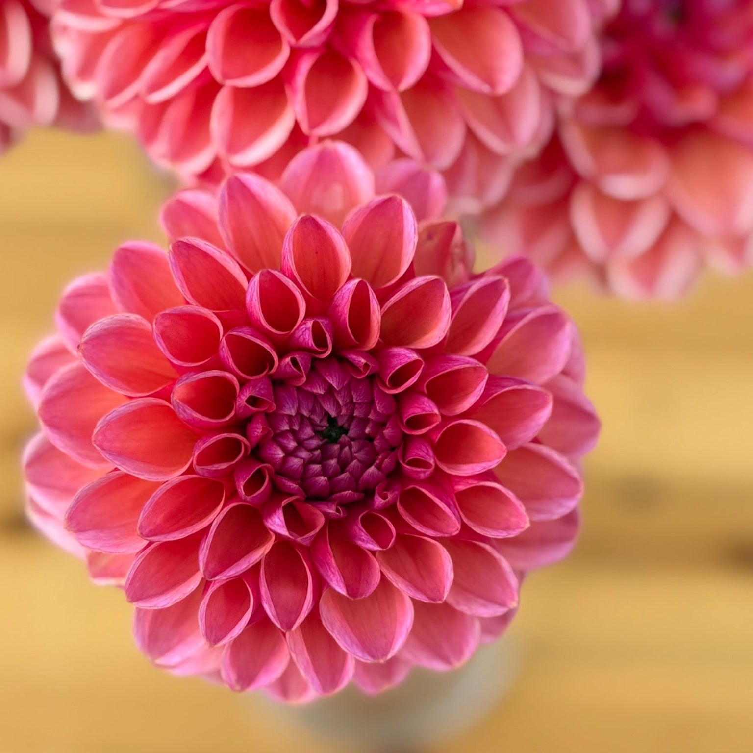 Close-up of pink flowers with a blurred background