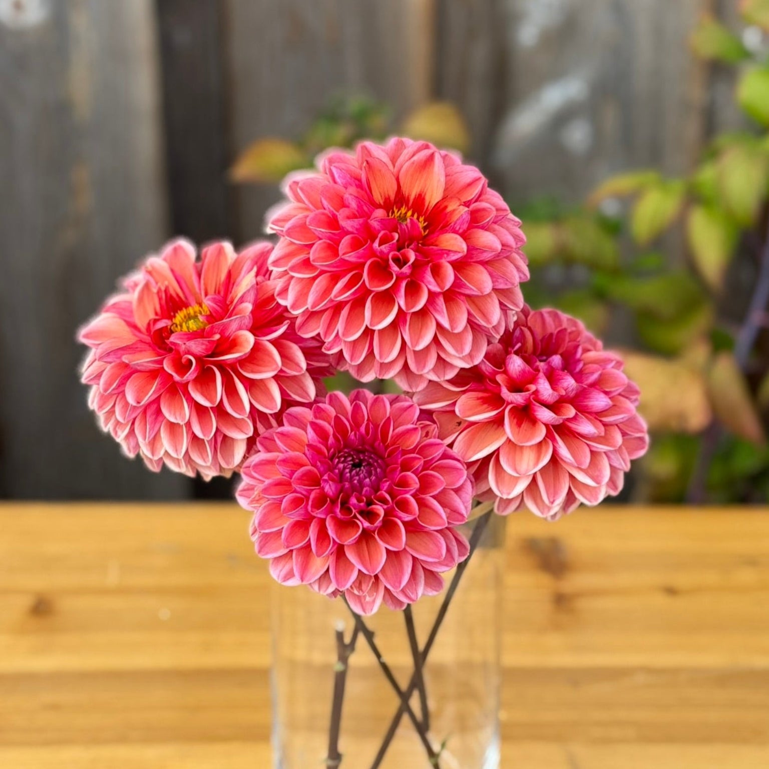 Pink flowers in a clear vase on a wooden table with a wooden fence background