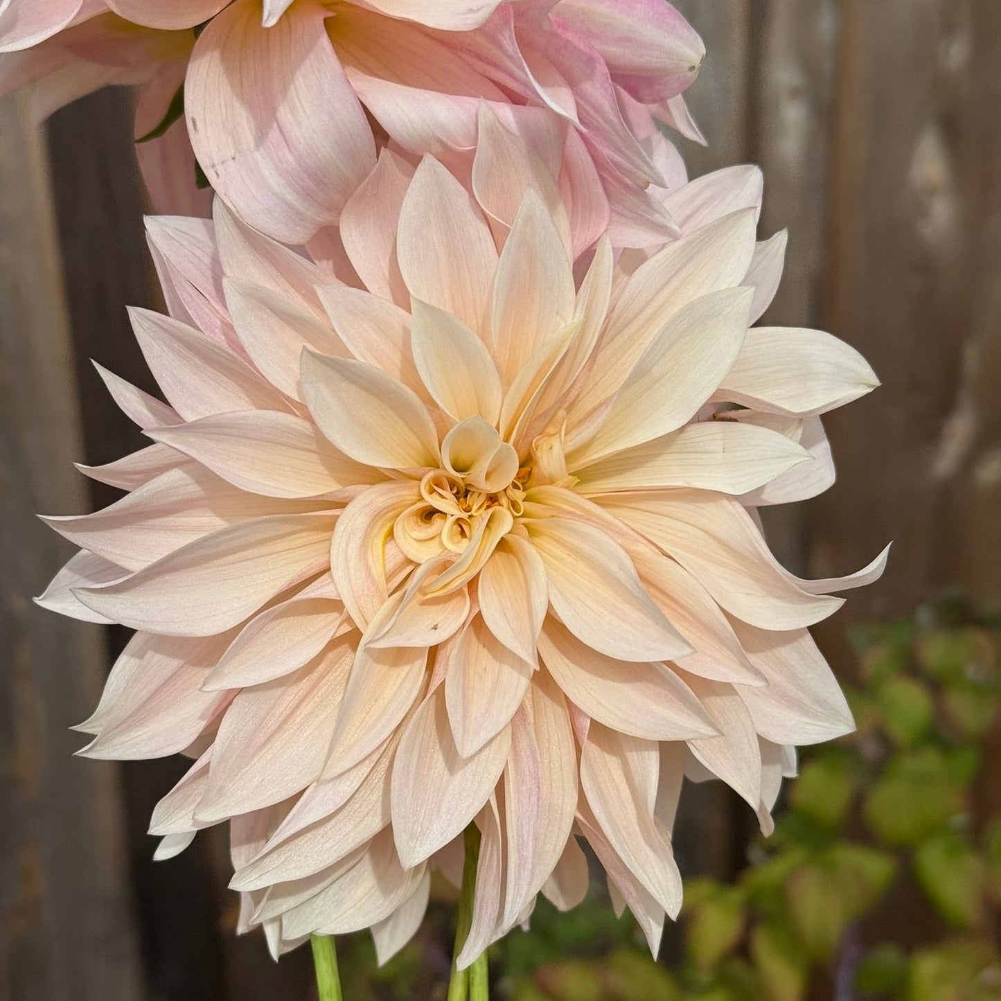 Close-up of a large, light-colored flower with a blurred background