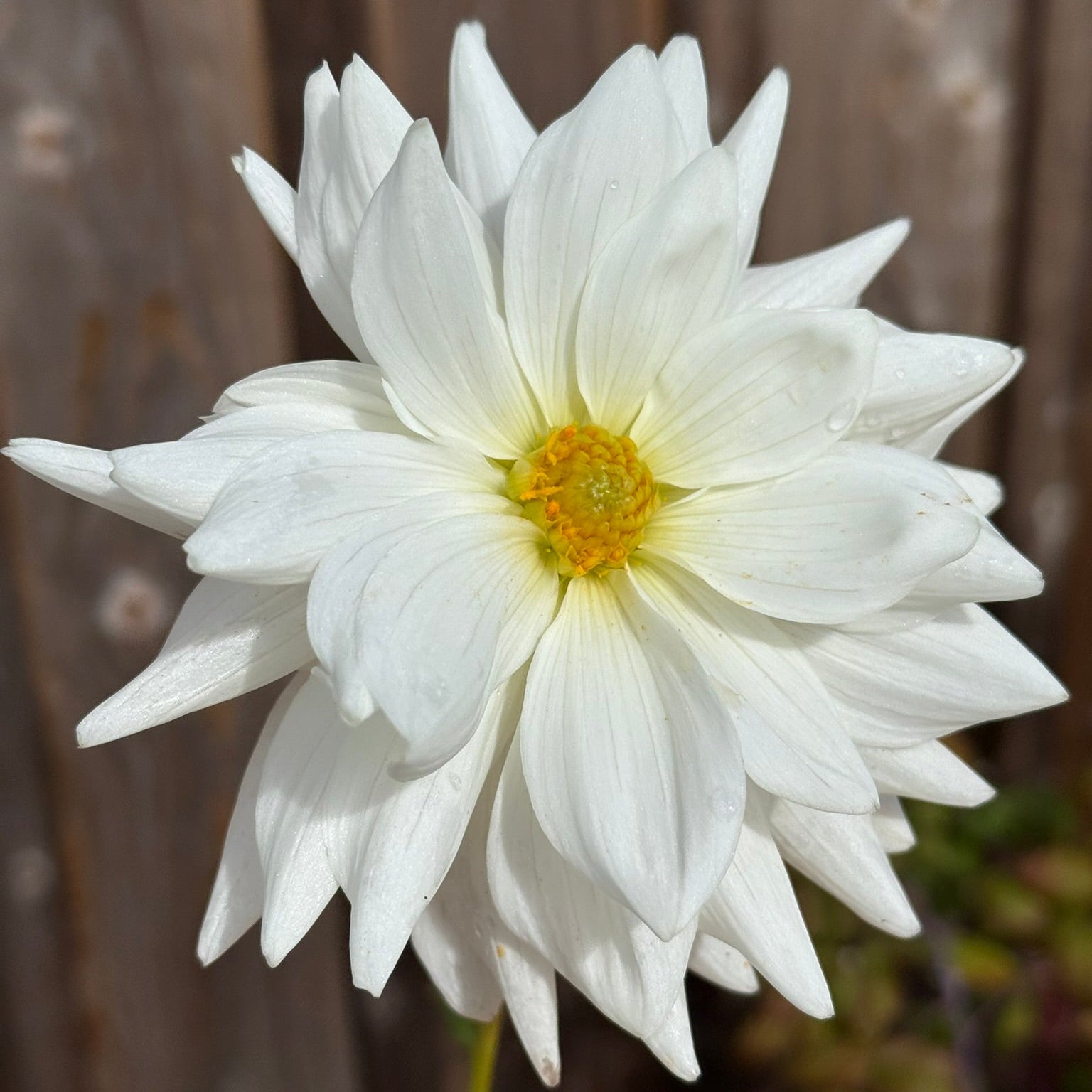 White flower with a yellow center held against a wooden fence background