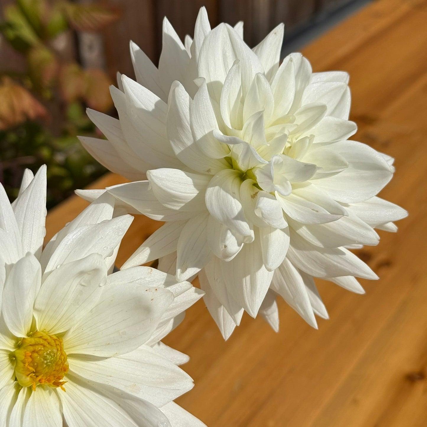Two white flowers on a wooden surface with a blurred background