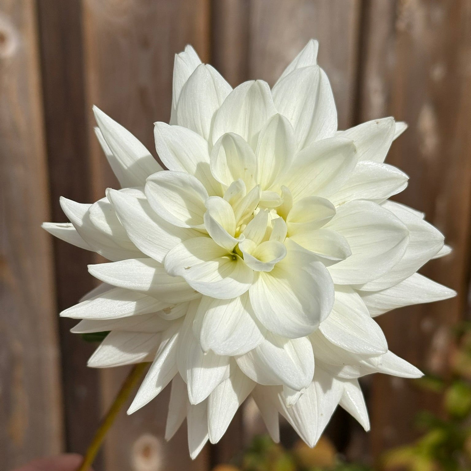 Large white flower held against a wooden fence background