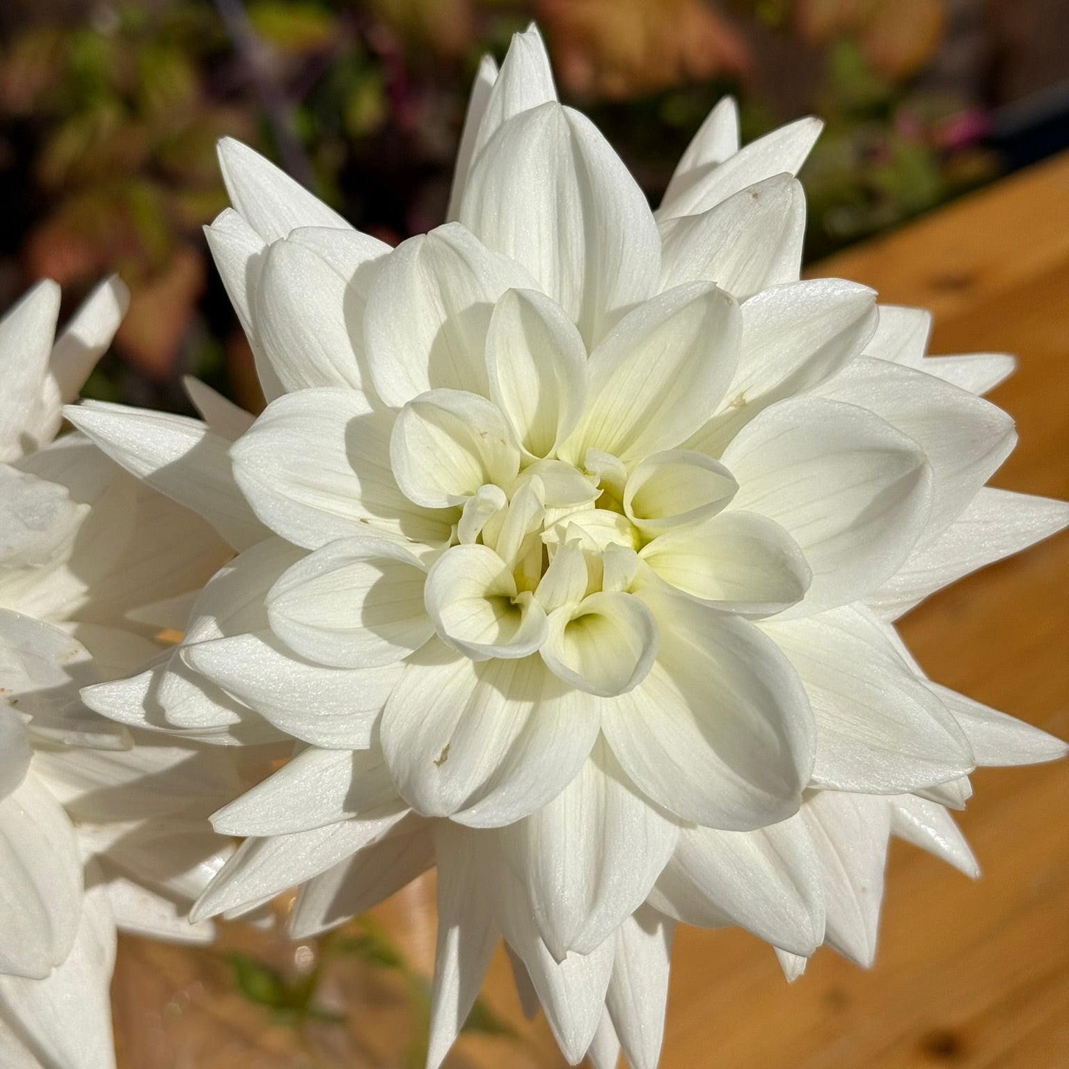 Close-up of a white flower with a blurred natural background