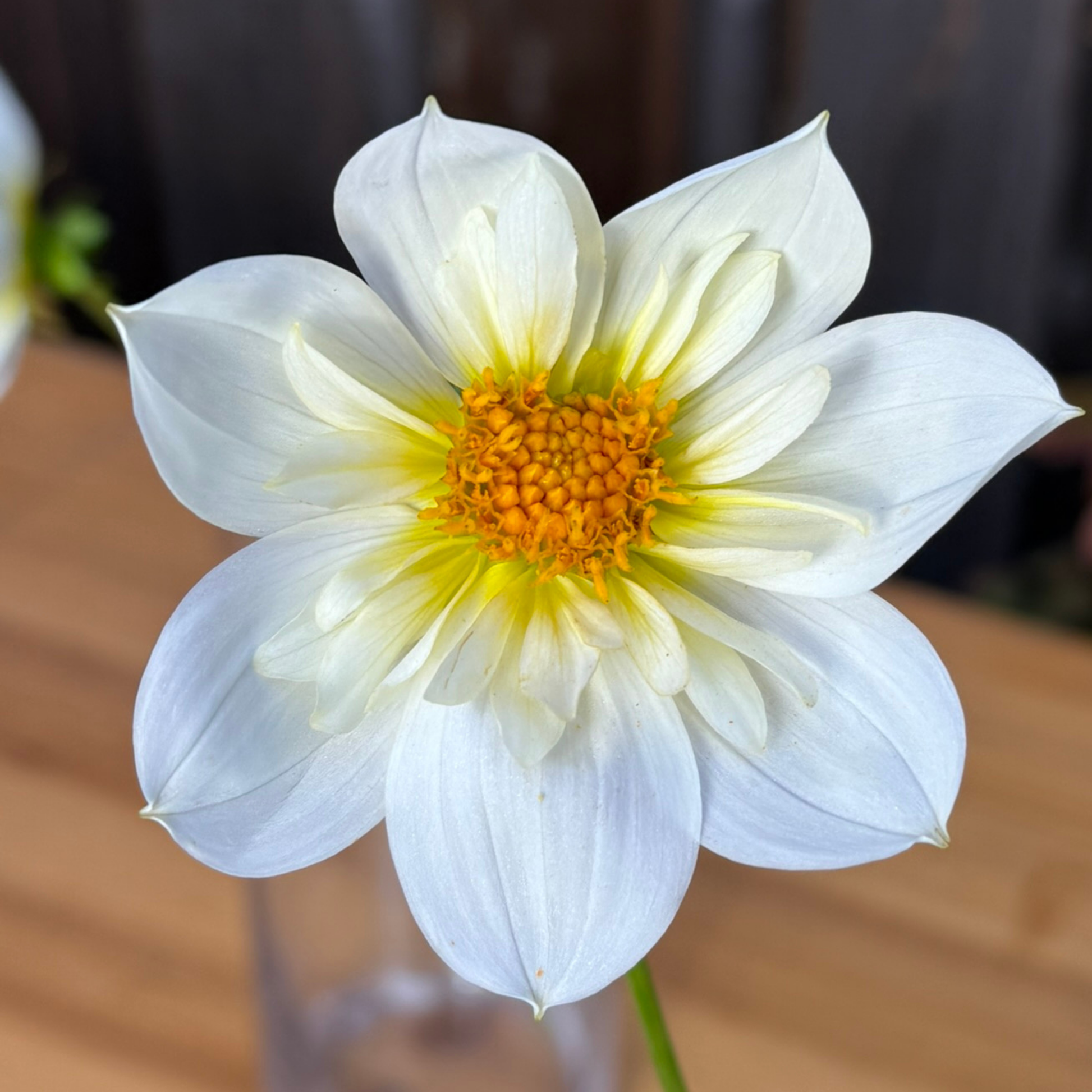 White dahlia flower with a yellow center on a blurred background