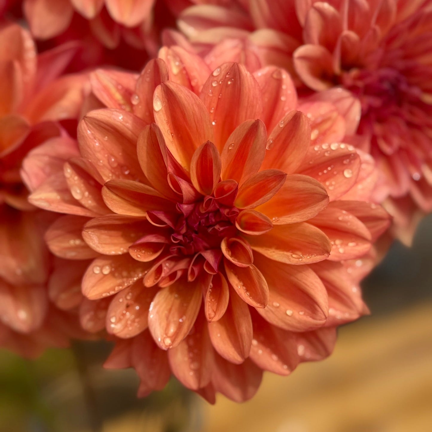 Close-up of a pink flower with water droplets on a blurred background