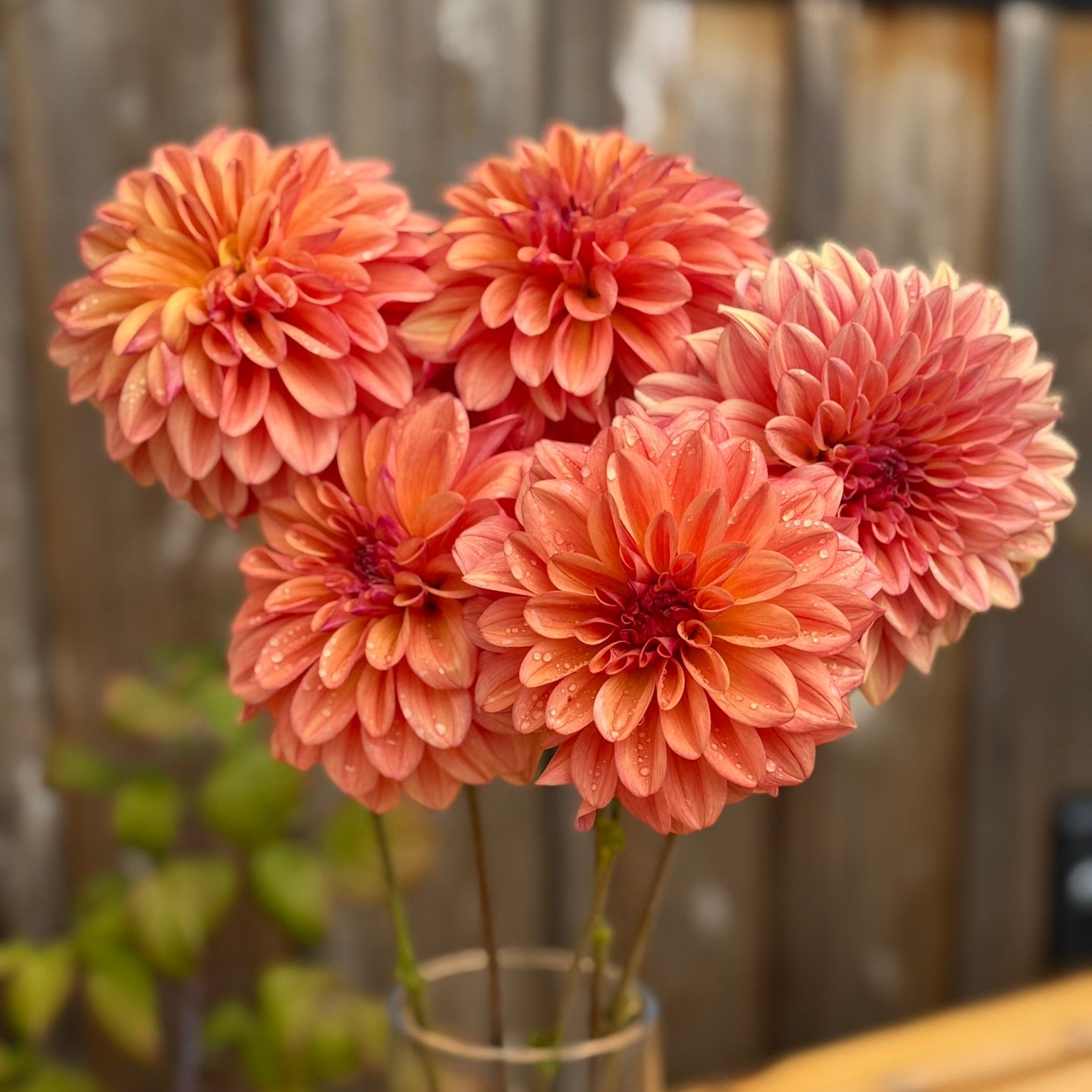 Pink flowers in a clear vase on a wooden surface with a blurred background