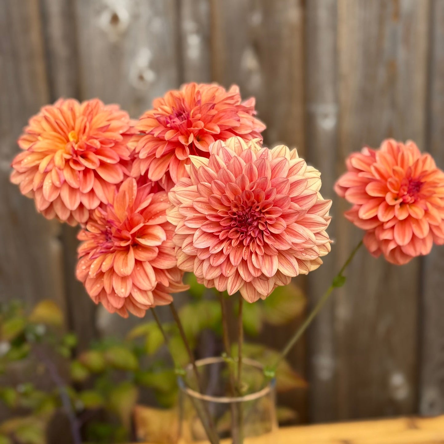 Bouquet of pink dahlias in a clear vase on a wooden surface with a rustic background.
