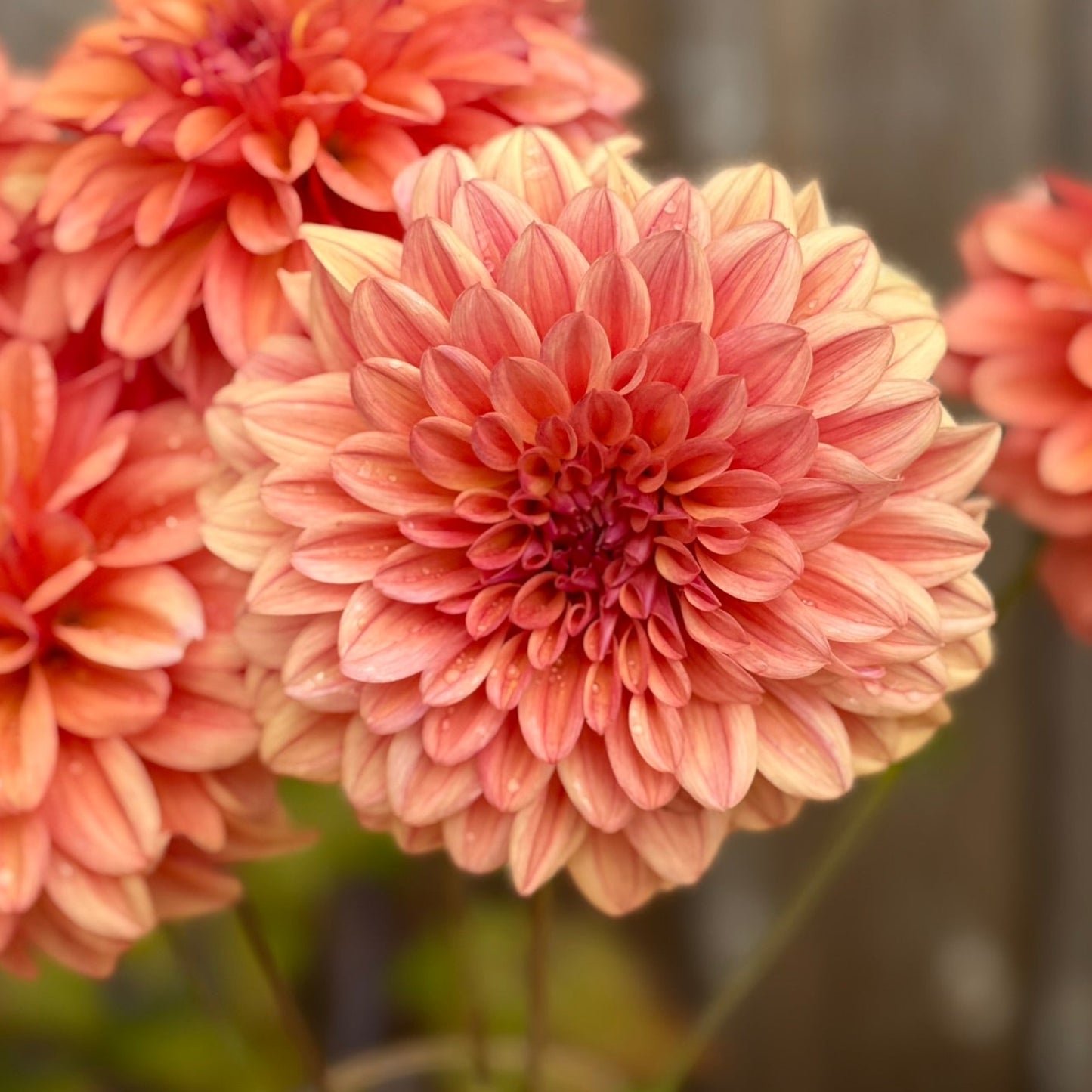 Close-up of pink dahlias with a blurred background