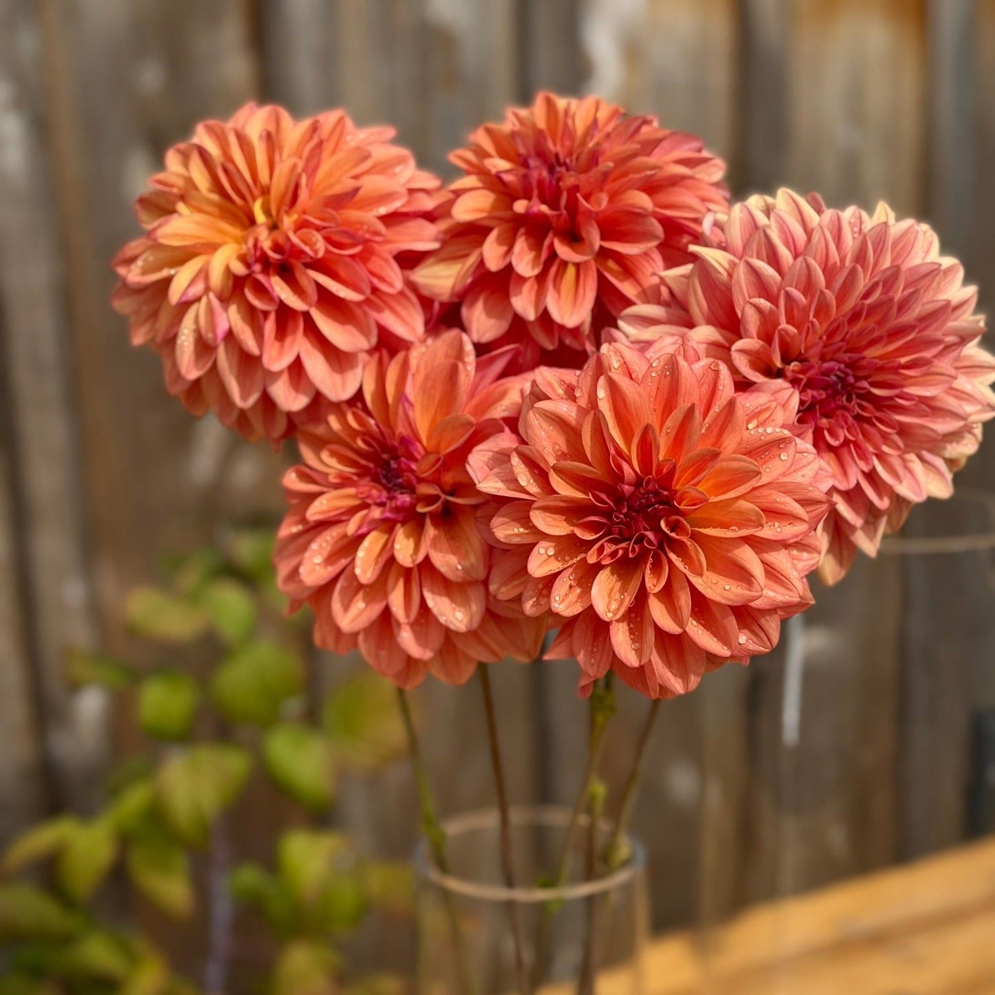 Bouquet of peach-colored dahlias in a clear vase on a wooden surface with a blurred background.