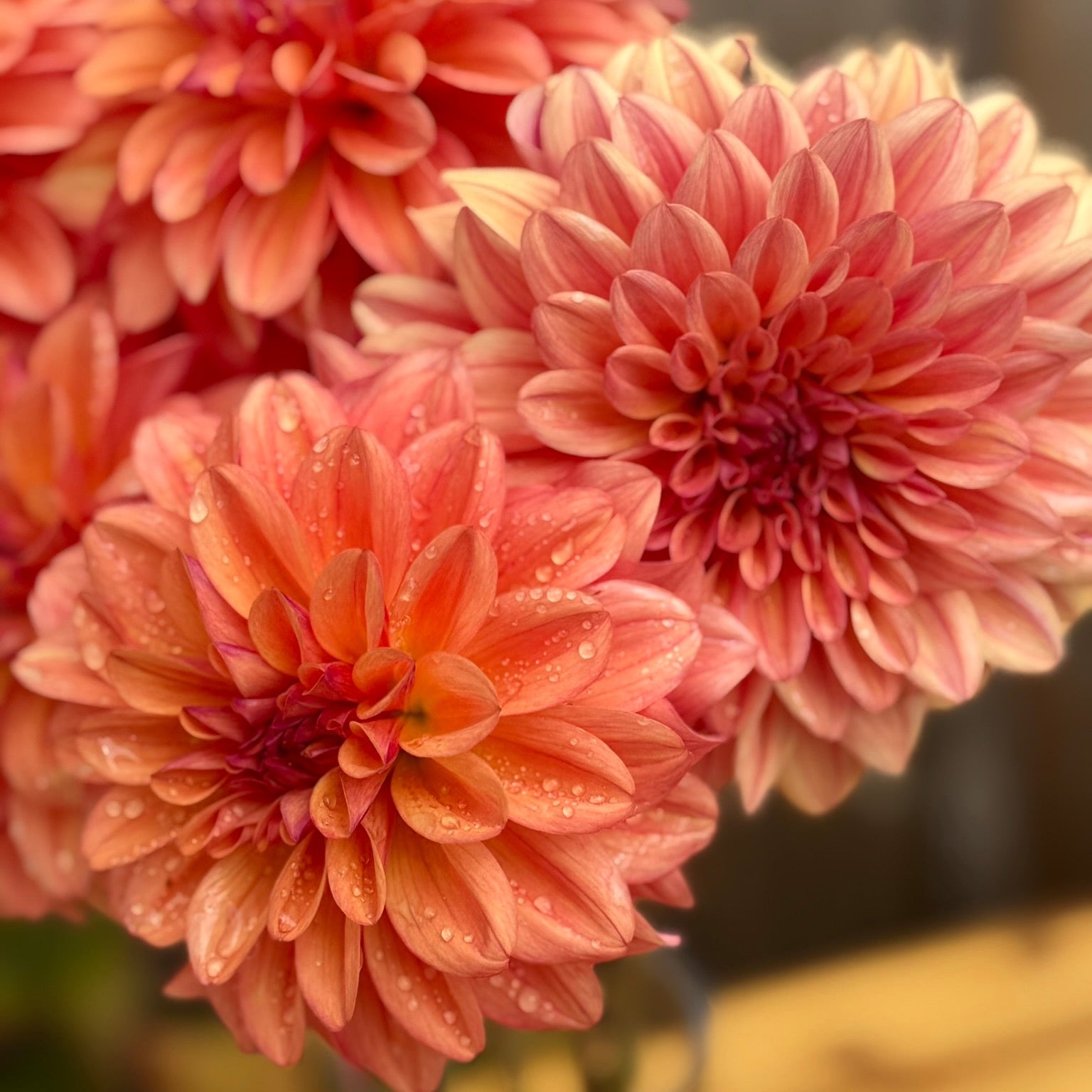 Close-up of pink dahlias with water droplets on a blurred background