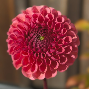 Close-up of a pink flower with a blurred background