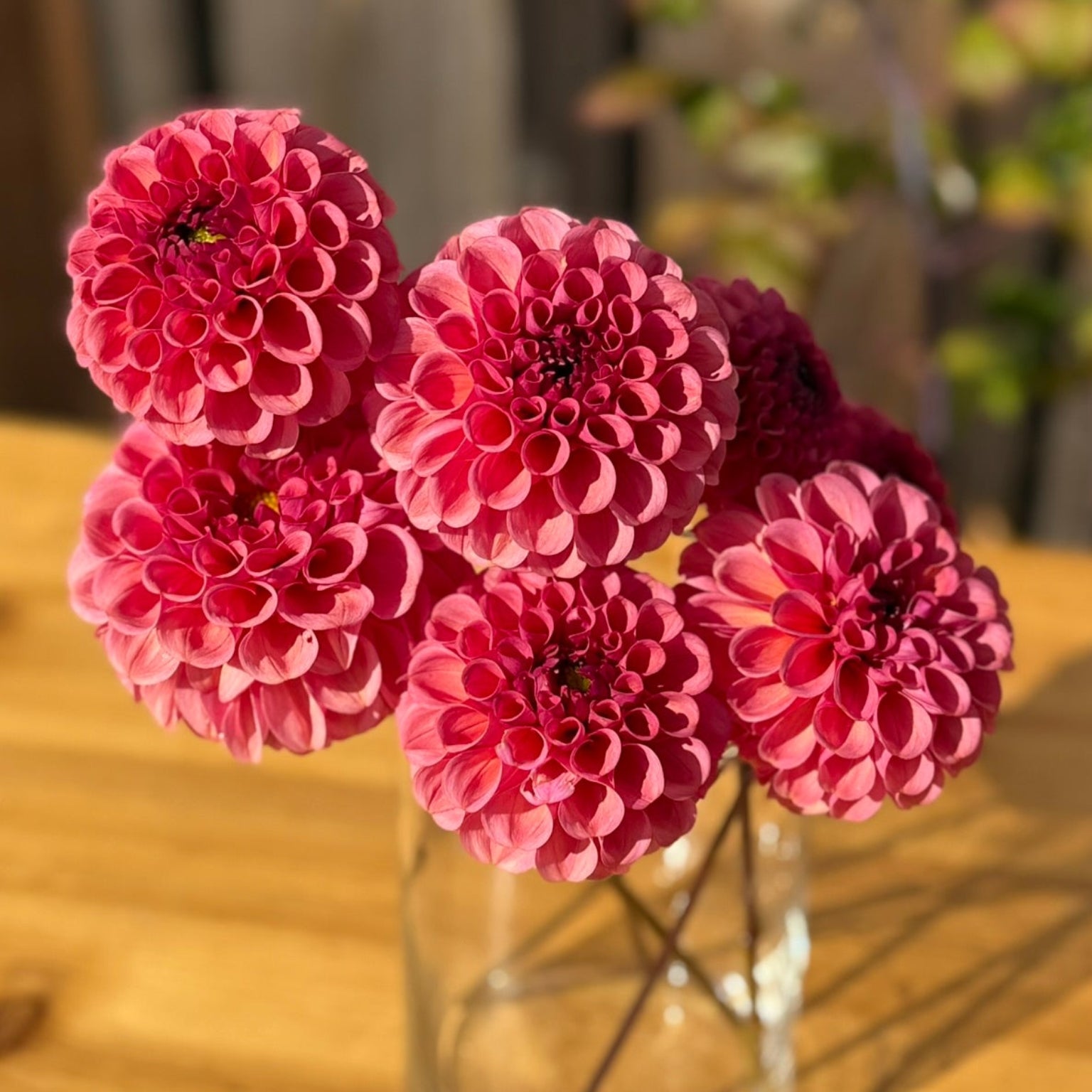Ferncliff Rusty dahlia flowers in a clear vase on a wooden table with a blurred background