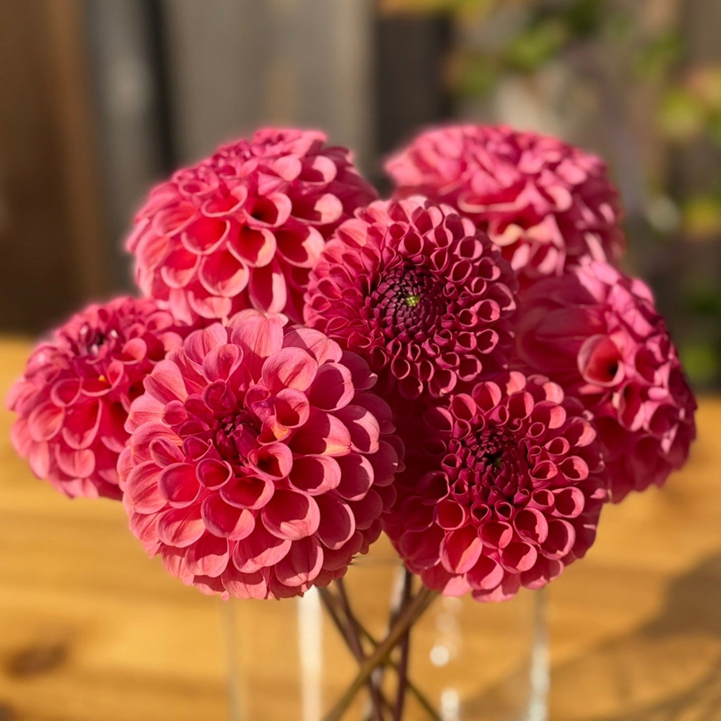 Bouquet of ferncliff rusty dahlia flowers in a clear vase on a wooden table