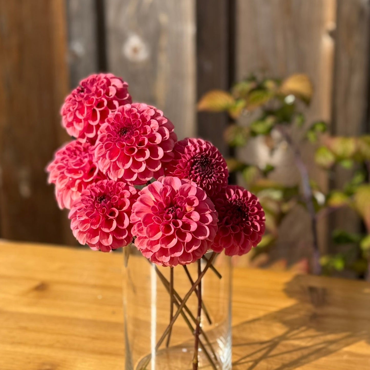 Pink flowers in a clear vase on a wooden table with a wooden fence background