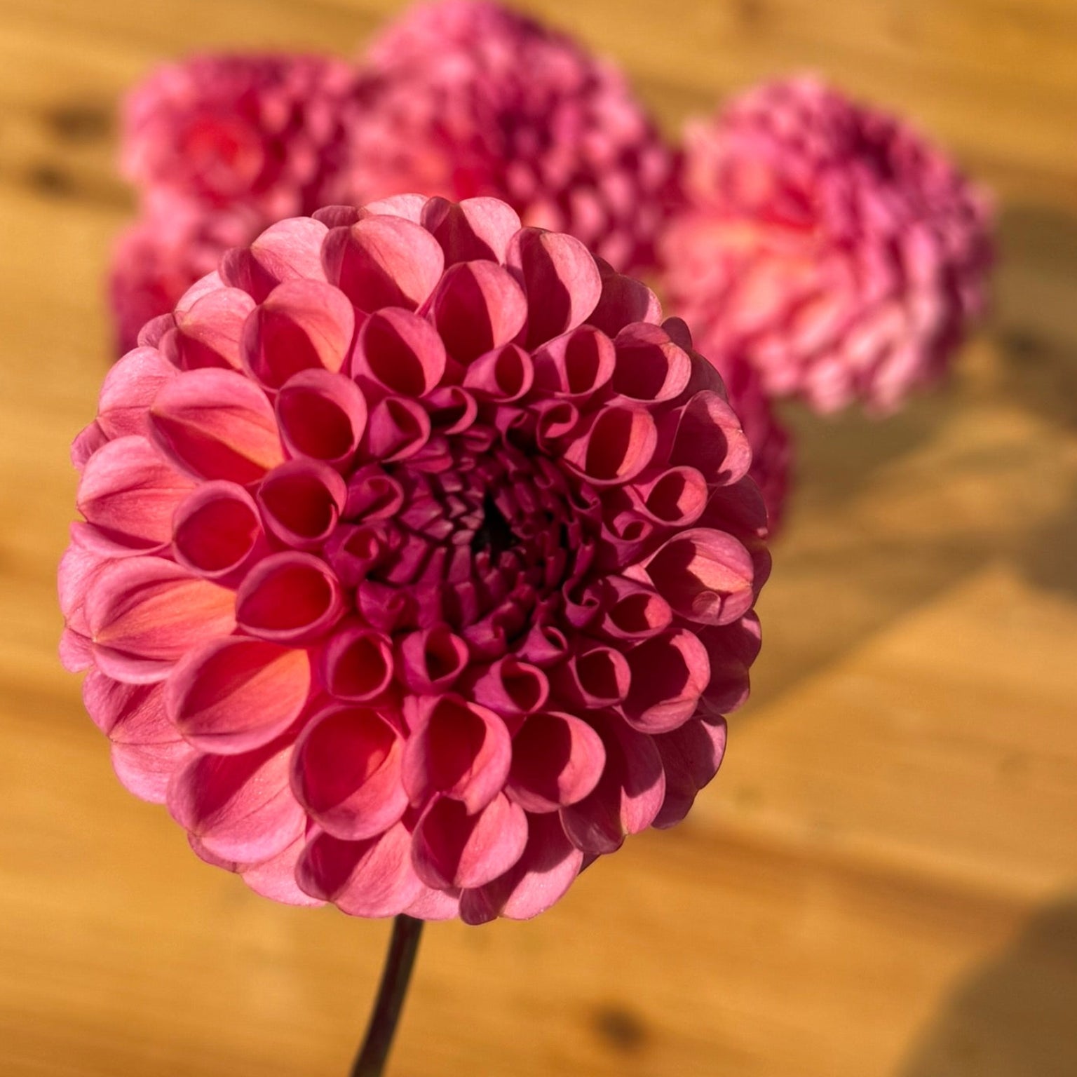 Pink flower on a wooden surface
