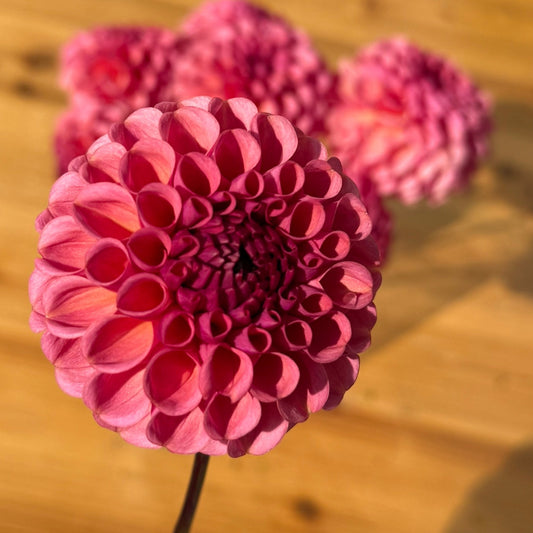 Pink flower on a wooden surface