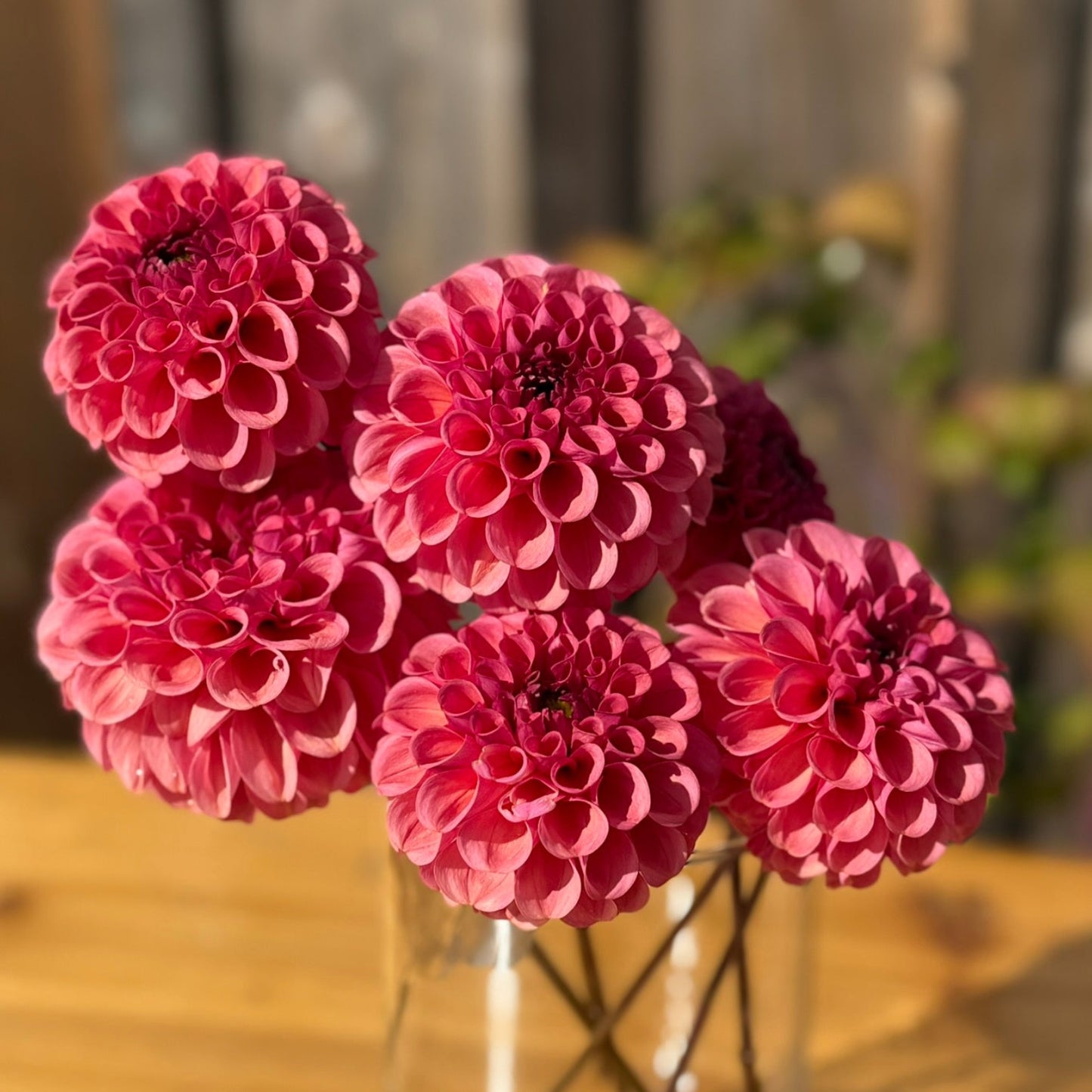 Pink Ferncliff Rusty Dahlia flowers in a clear vase on a wooden surface with a blurred background