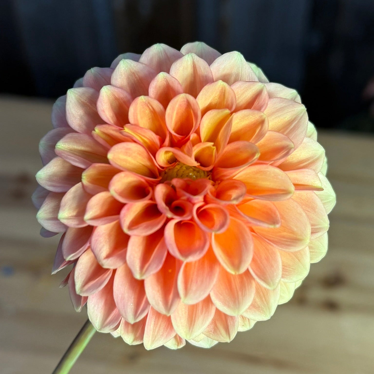 Large peach-colored flower on a wooden surface with a blurred background