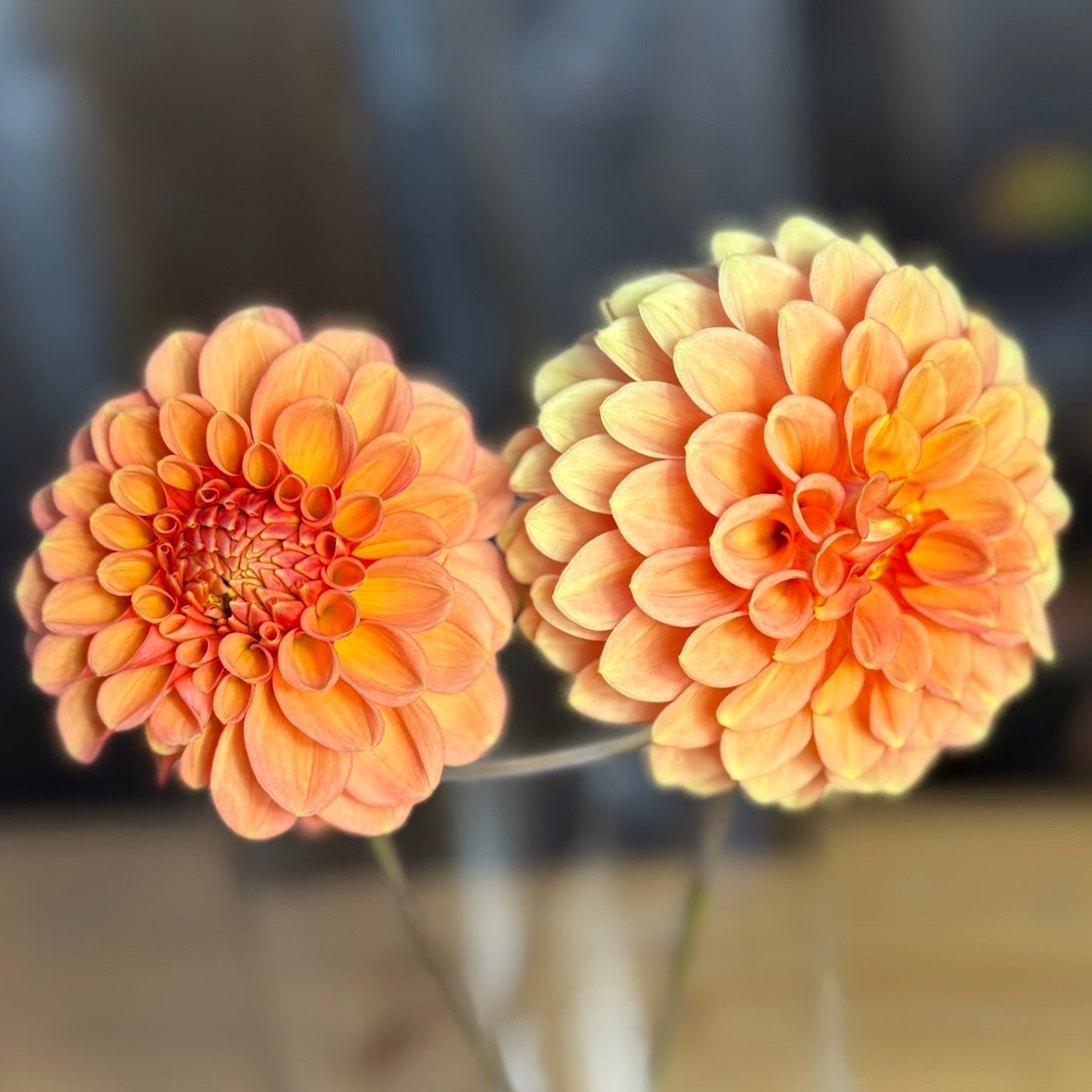 Two peach-colored flowers in a clear vase with a blurred background