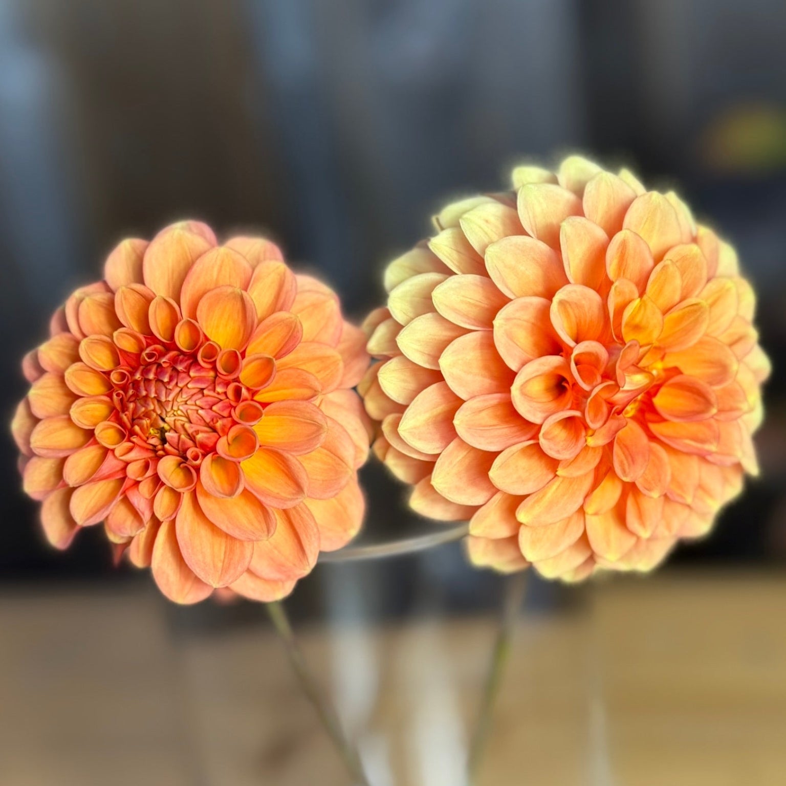 Two peach-colored flowers in a clear vase with a blurred background